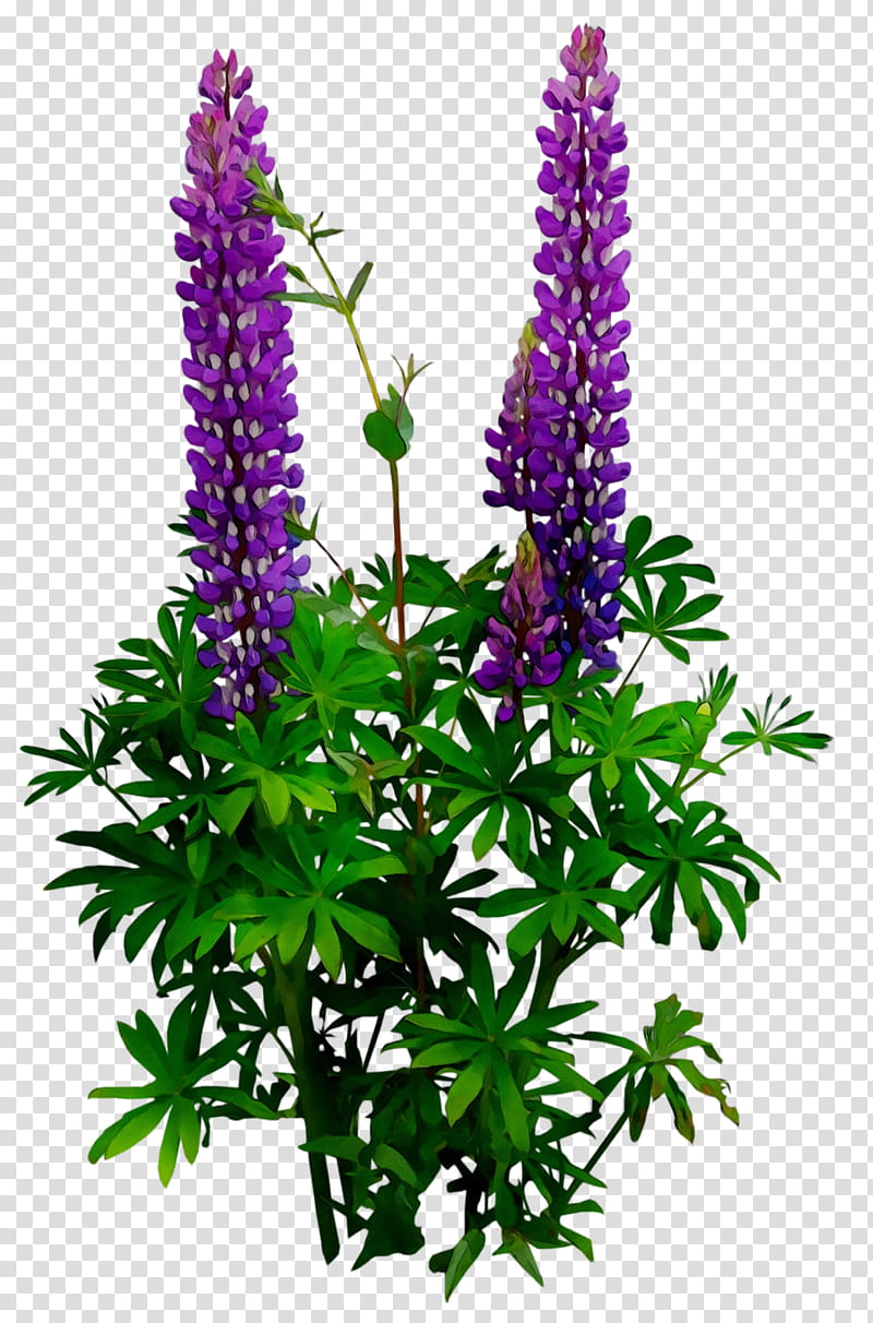 Flowers, Plant Stem, Cut Flowers, Shrub, Purple, Plants, Lupin, Purple Loosestrife transparent background PNG clipart