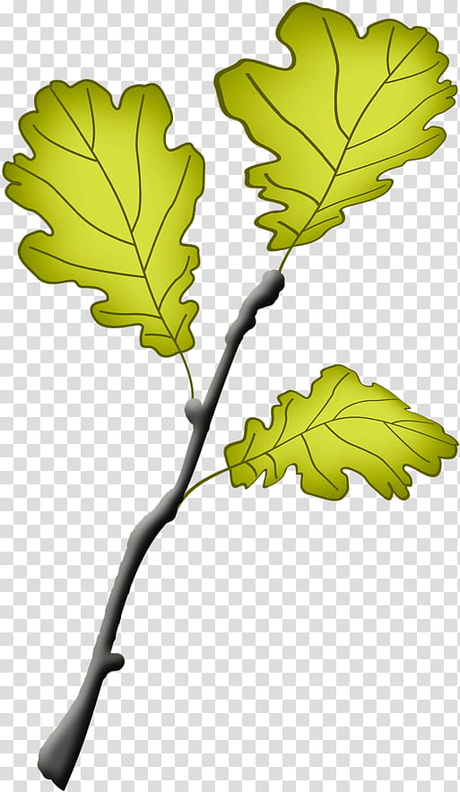 Plane, Leaf, Green, Plant, Grape Leaves, Tree, Flower transparent background PNG clipart