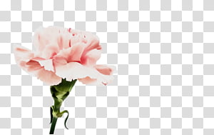 Watercolor Pink Flowers, Paint, Wet Ink, Video, Instinct, Life, Perfume, Hashtag transparent background PNG clipart thumbnail