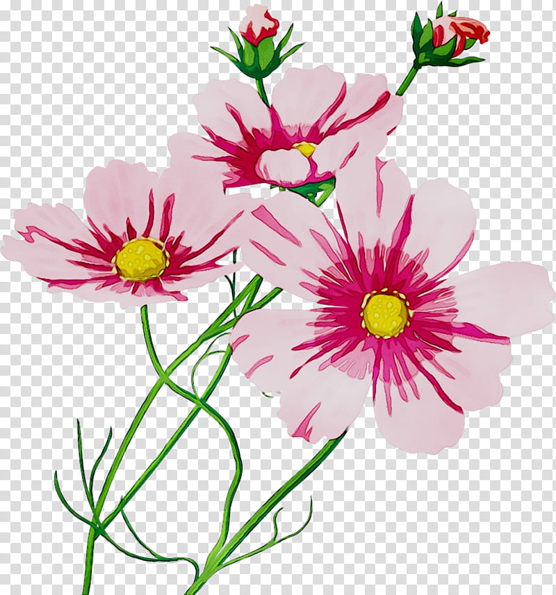 Floral Flower, Garden Cosmos, Cut Flowers, Floral Design, Chrysanthemum, Flower Bouquet, Annual Plant, Petal transparent background PNG clipart