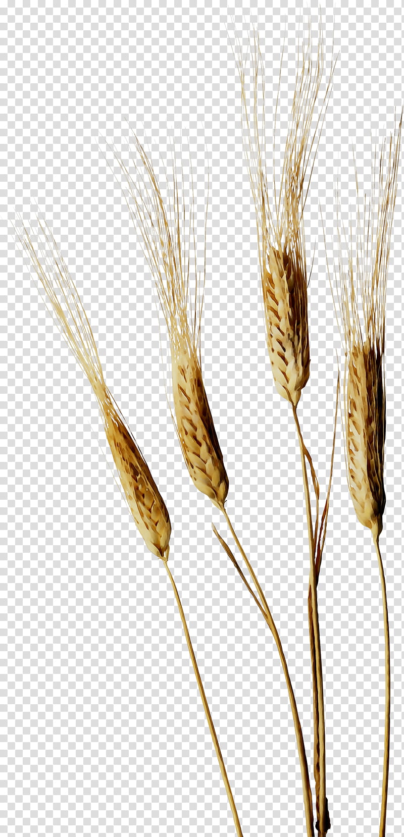 Wheat, Emmer, Einkorn Wheat, Cereal, Grain, Caryopsis, Spelt, Barley transparent background PNG clipart