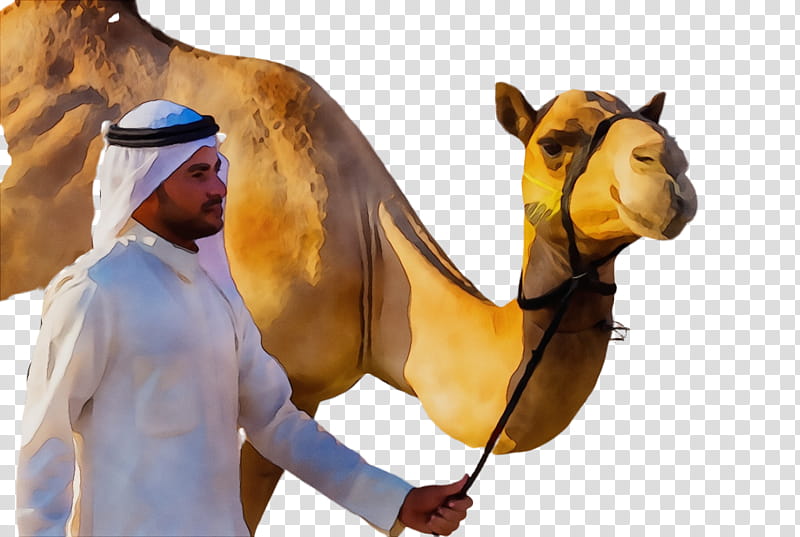 Horse, Dromedary, Saudi Arabia, Bactrian Camel, Camel Train, Drawing, Arabic Language, Camelid transparent background PNG clipart