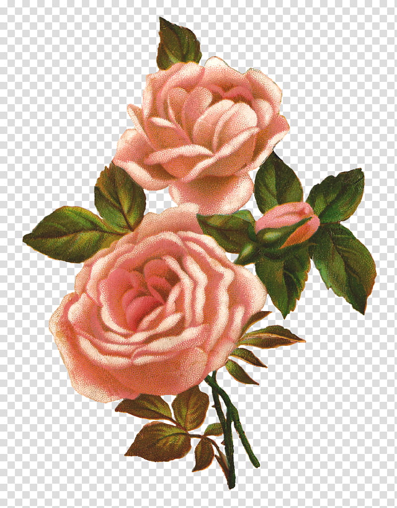 Vintage Flowers, pink rose flower art transparent background PNG clipart