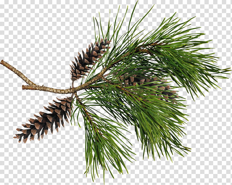 Christmas Winter, Snow, Spruce, Bird, Winter
, Fir, Pine, Tree transparent background PNG clipart