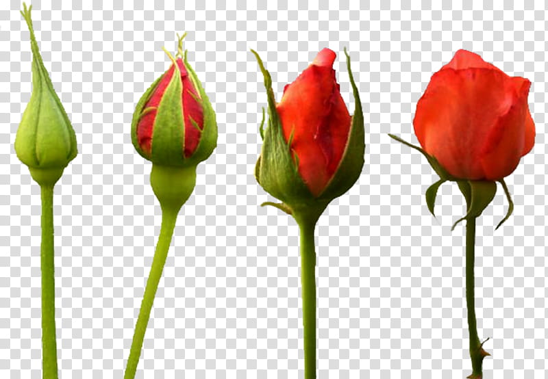 nature, four red roses in bloom transparent background PNG clipart