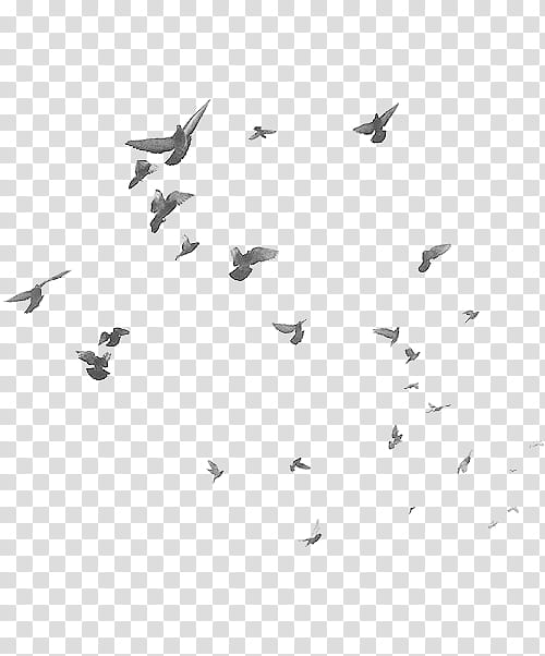 Birds, flock of grey pigeons flying illustration transparent background PNG clipart