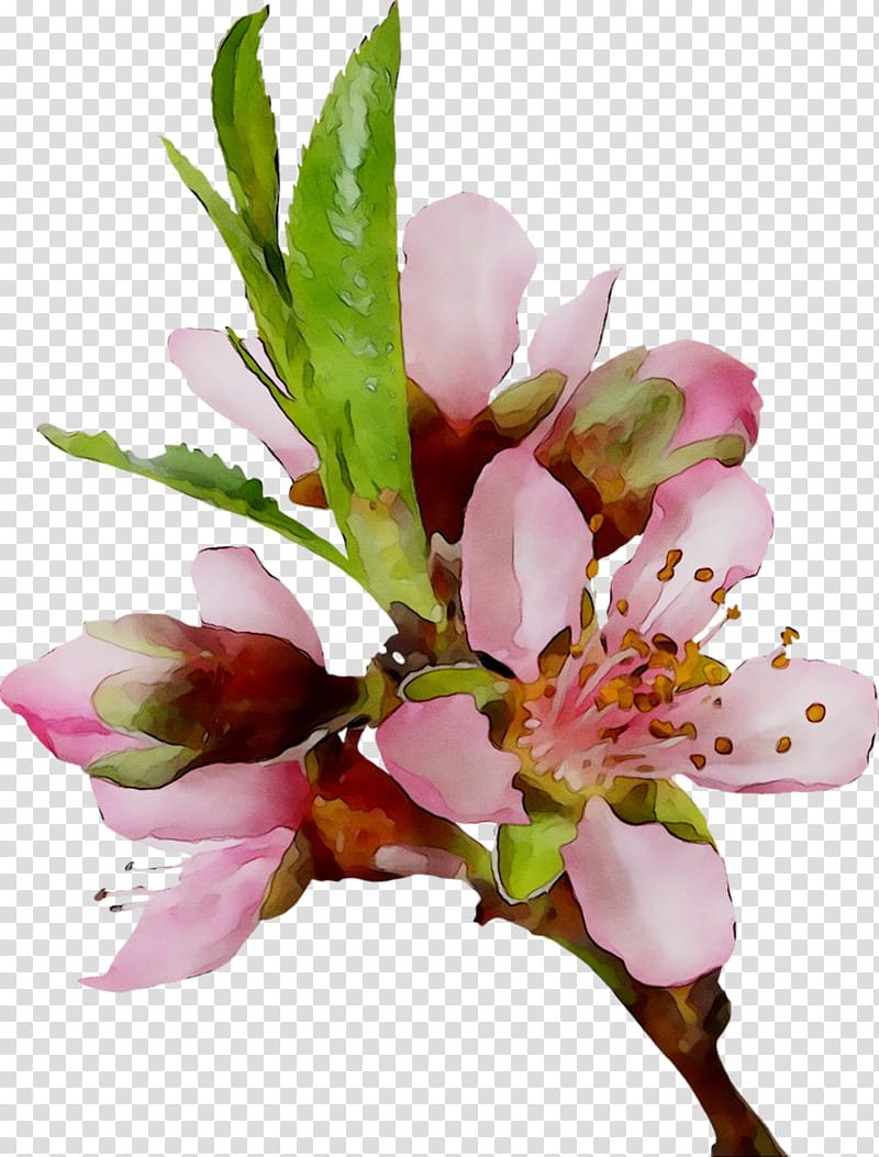 Cherry Blossom, Lily Of The Incas, 2018, Cut Flowers, Dog, Communist Party Of Vietnam, Air, Cubic Centimeter transparent background PNG clipart