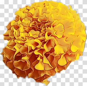 Orange, Watercolor, Paint, Wet Ink, Yellow, Tagetes, Flower, Pompom transparent background PNG clipart thumbnail