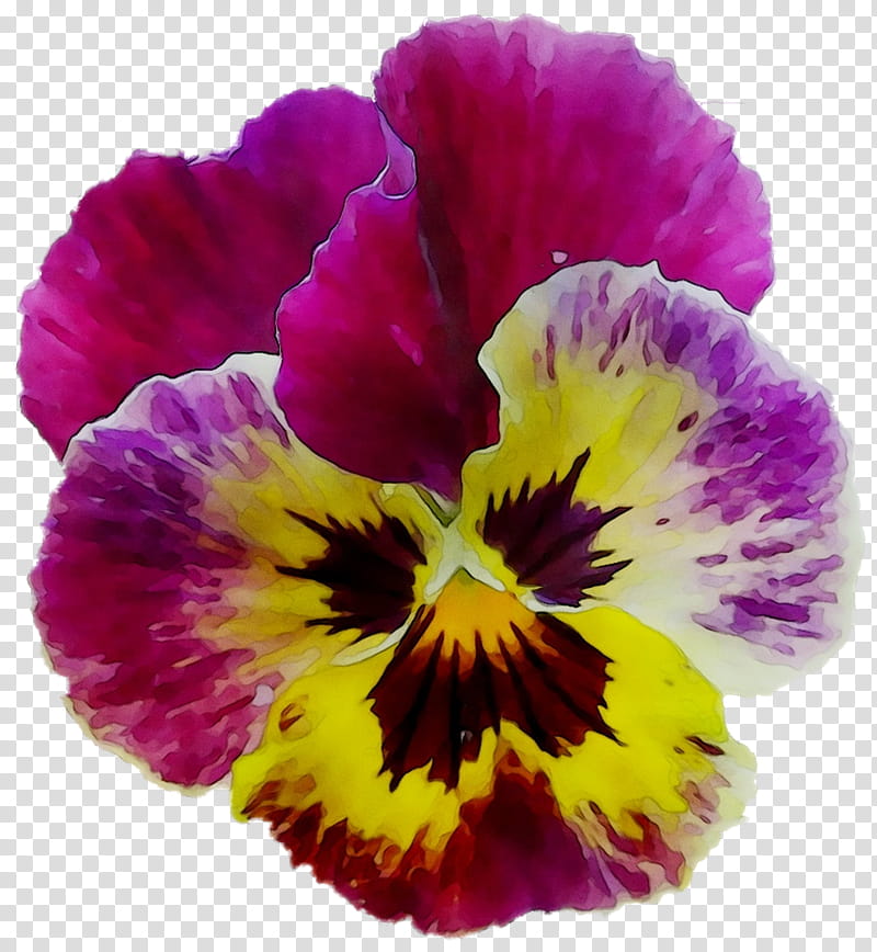 Violet Flower, Pansy, Annual Plant, Purple, Plants, Petal, Wild Pansy, Yellow transparent background PNG clipart