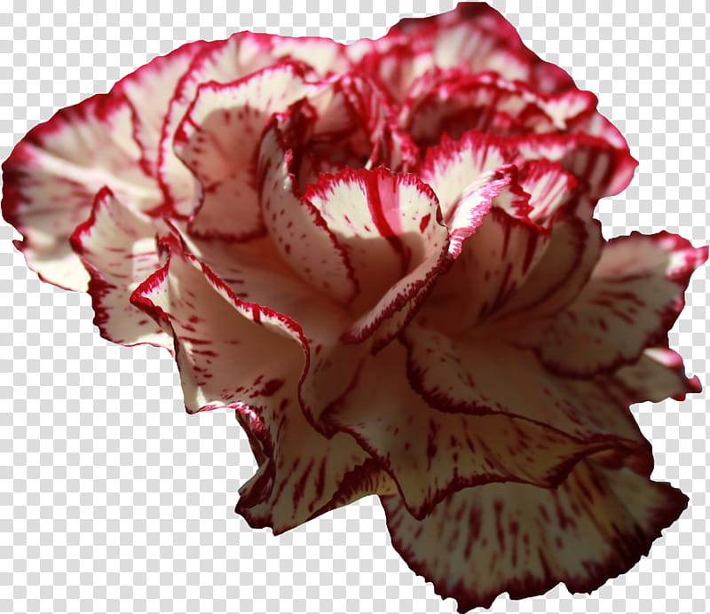 Carnation , pink and white carnation flower in bloom transparent background PNG clipart