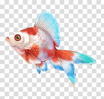 Fishes Pescaditos, white, orange, and blue goldfish digital painting transparent background PNG clipart