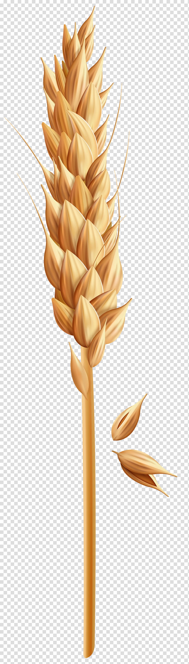 Cartoon Grass, Cereal, Wheat, Grain, Grasses, Whole Grain, Rice, Ear transparent background PNG clipart