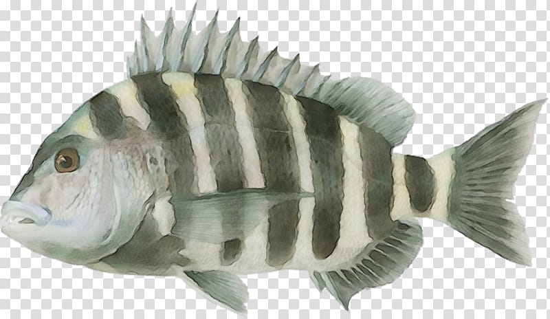 fish fish tilapia pilotfish pomacentridae, Watercolor, Paint, Wet Ink, Perch, Bonyfish transparent background PNG clipart