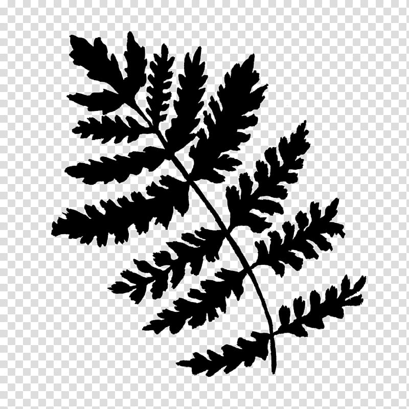 Black And White Flower, Black White M, Pine, Leaf, Plant Stem, Pine Family, Branch, Vascular Plant transparent background PNG clipart
