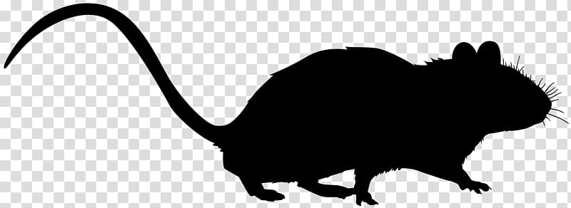 Cat Silhouette, Whiskers, Rat, Muroids, Snout, Black M, Muridae, Pest transparent background PNG clipart