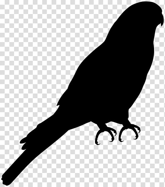 Robin Bird, European Robin, Silhouette, Pied Crow, Drawing, Beak, Raven, Crowlike Bird transparent background PNG clipart