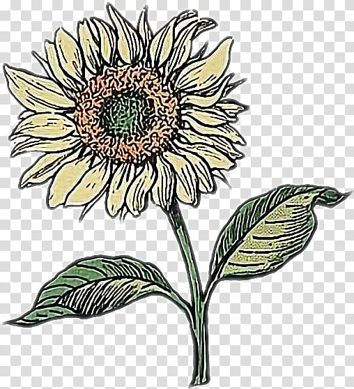 Drawing Of Family, Doodle, Aesthetics, Line Art, Pencil, Flower, Sunflower, Plant transparent background PNG clipart