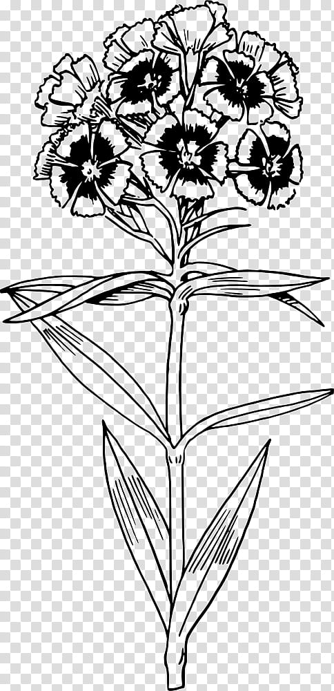 Black And White Flower, Floral Design, Drawing, Line Art, Visual Arts, Sweet William, Black And White
, Plant transparent background PNG clipart
