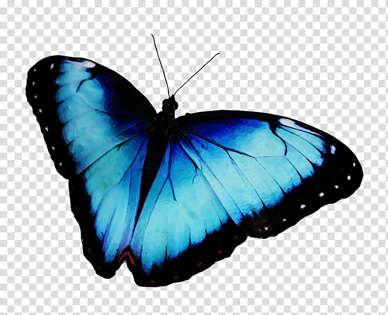 Watercolor Butterfly: Những bướm đầy màu sắc và kiêu sa luôn là niềm yêu thích của rất nhiều người. Những bức tranh với những bướm tay mơ và dứt khoát sẽ khiến bạn cảm thấy thật sự phấn khích. Hãy xem hình ảnh để cảm nhận sự mộc mạc và đẹp đẽ của họa sĩ.