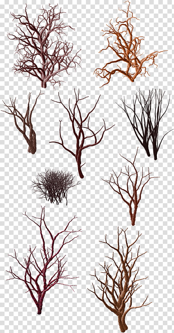 Tree Trunk Drawing, Shrub, Desert, Branch, Wood, Architecture, Twig, Plant transparent background PNG clipart