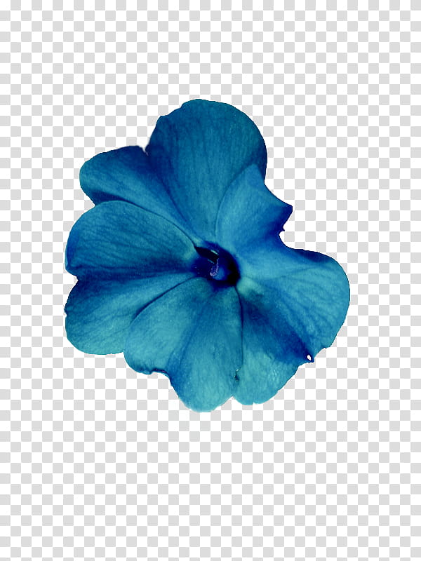 blue petunia flower transparent background PNG clipart