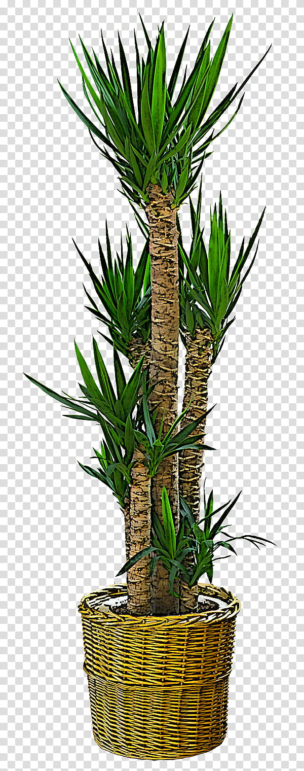 Palm Tree Yucca Plant Flower Terrestrial Plant Houseplant Plant Stem Arecales Transparent Background Png Clipart Hiclipart