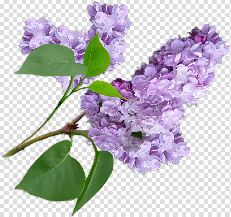 Lilac Flower, purple-petaled flowers transparent background PNG clipart