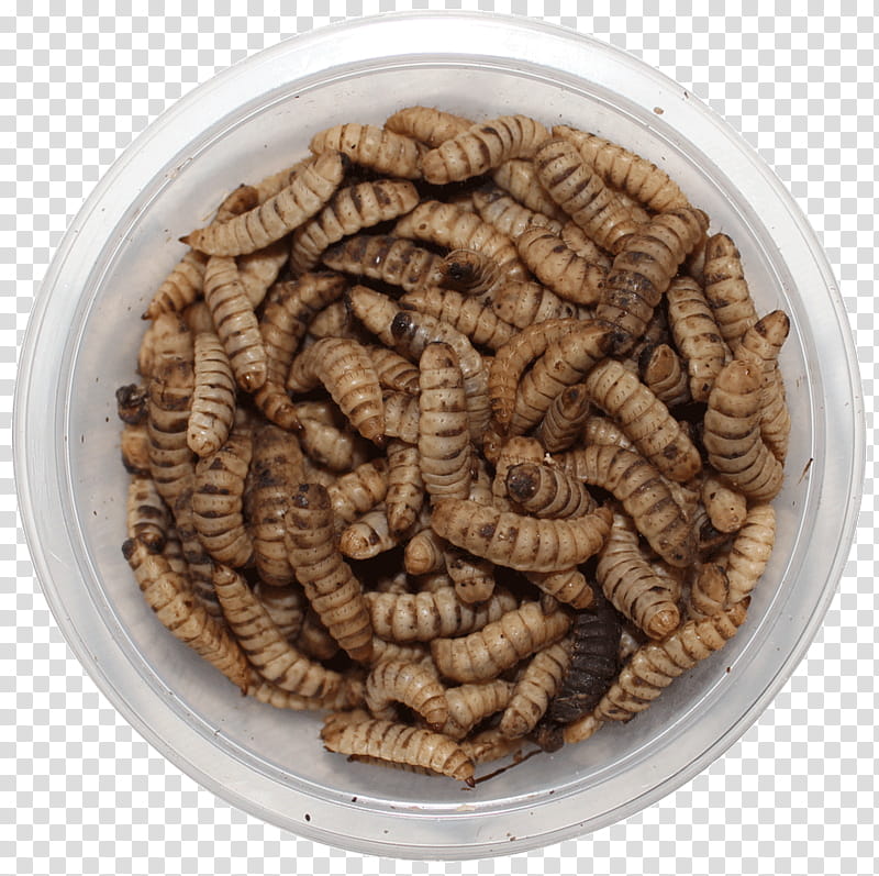 Larva, Worm, Insect, Black Soldier Fly, Mealworm, Soldier Flies, Waxworm, Maggot transparent background PNG clipart