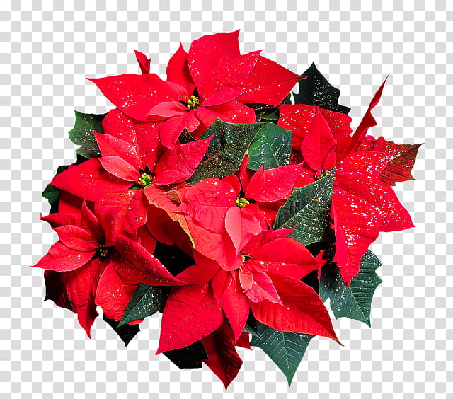 Christmas Poinsettia, Joulukukka, Christmas Day, Christmas Tree, Drawing, Flower, Red, Plant transparent background PNG clipart