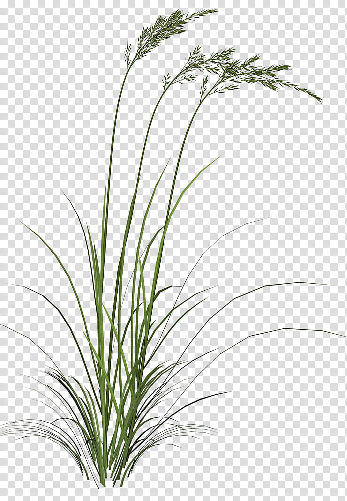 Grass , green grasses transparent background PNG clipart