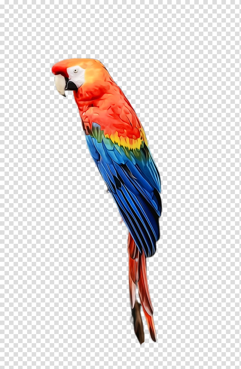 Colorful, Parrot, Bird, Exotic Bird, Tropical Bird, Macaw, Loriini, Parakeet transparent background PNG clipart