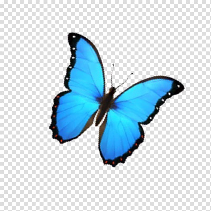 mariposa karol sevilla transparent background PNG clipart