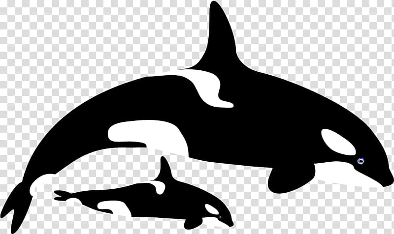 Whale, Killer Whale, Dolphin, Whales, Drawing, Silhouette, Cetaceans, Blue Whale transparent background PNG clipart