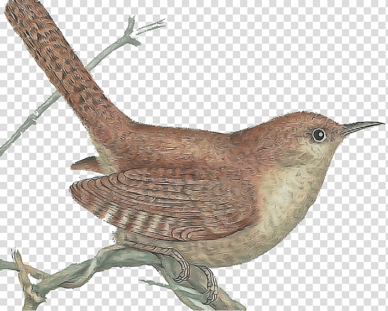 bird carolina wren wren house wren beak, Bewicks Wren, Animal Figure, Perching Bird, Songbird, Nightingale transparent background PNG clipart