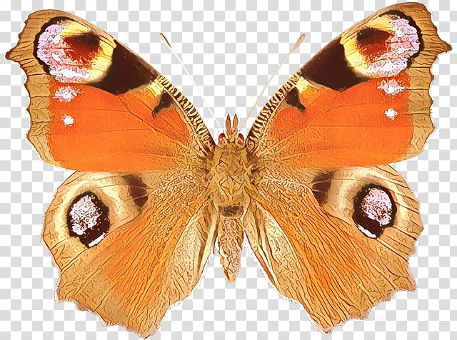 moths and butterflies butterfly cynthia (subgenus) insect aglais io, Cynthia Subgenus, Brushfooted Butterfly, Pollinator, American Painted Lady, Io Moth, Emperor Moths, Wing transparent background PNG clipart