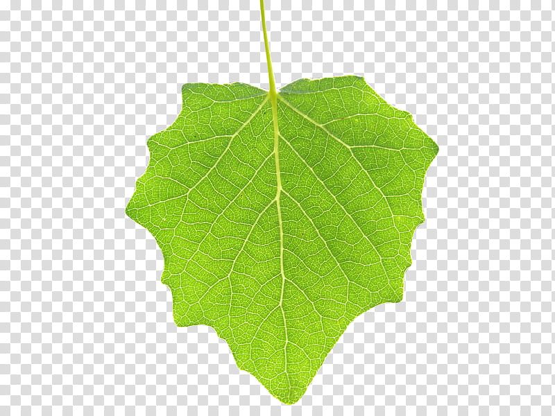 , spade-shaped green leaf transparent background PNG clipart