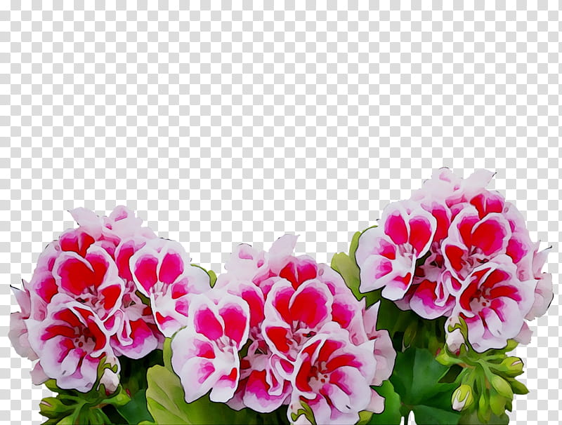 Pink Flower, Plants, Cranesbill, Sweet Scented Geranium, Garden, Houseplant, Geraniums, Petal transparent background PNG clipart