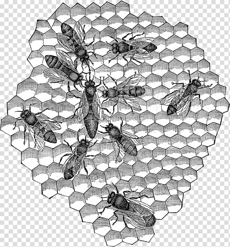 Black And White Flower, Honey Bee, Black White M, Symmetry, Pest, Tree, Membranewinged Insect, Pollinator transparent background PNG clipart