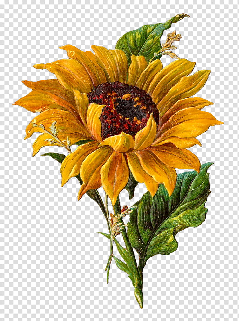 Bouquet Of Flowers Drawing, Sunflower, Common Sunflower, Watercolor Painting, Daisy Family, 2018, Sunflowers, Yellow transparent background PNG clipart