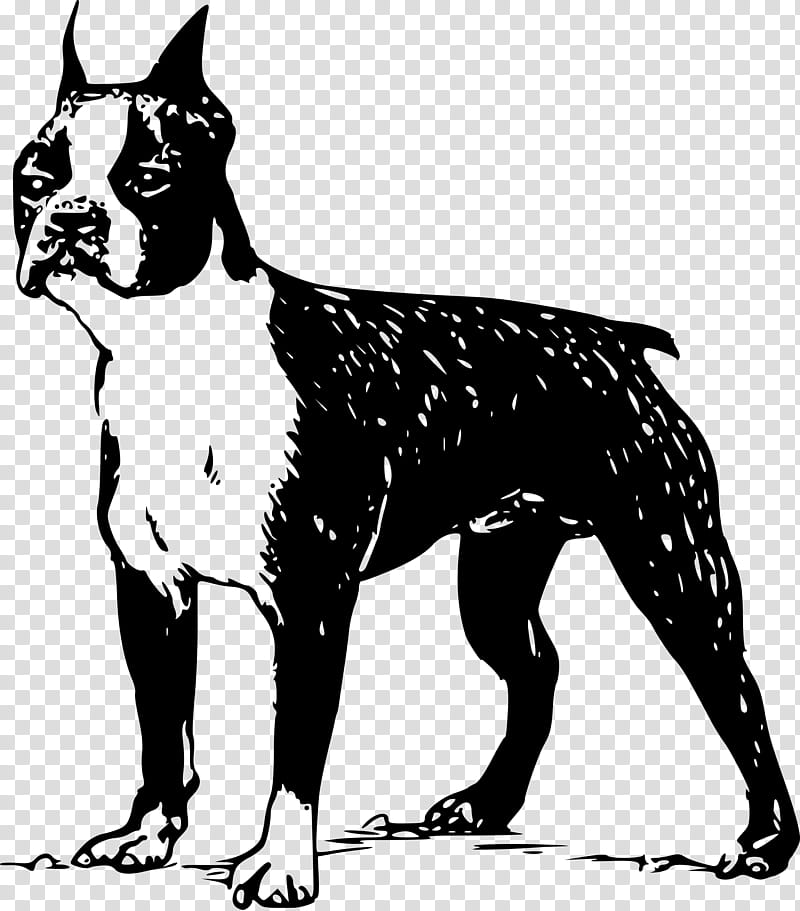 Bulldog Drawing, Boston Terrier, Scottish Terrier, Cairn Terrier, Bull Terrier, Pet, Animal, Bull And Terrier transparent background PNG clipart