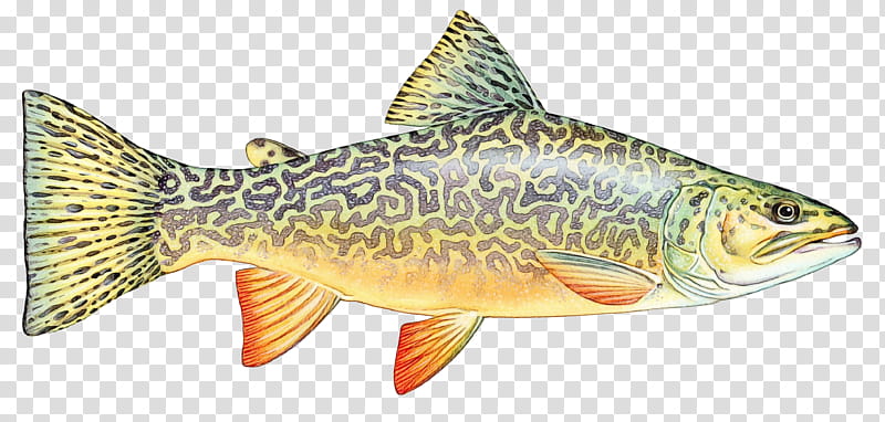 fish fish bony-fish ray-finned fish perch, Watercolor, Paint, Wet Ink, Bonyfish, Rayfinned Fish, Marine Biology, Trout transparent background PNG clipart