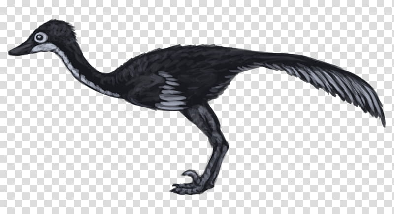 Crane Bird, Saurornithoides, Velociraptor, Dinosaur, Goose, Duck, Feather, Water Bird transparent background PNG clipart
