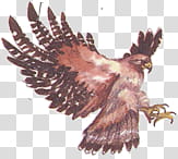 brown and gray eagle flying transparent background PNG clipart