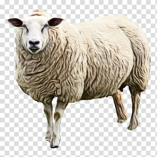 Eid Al Adha Islamic, Eid Mubarak, Sheep, Muslim, Lamb, Goat, Sheep Milk, Lamb Meat transparent background PNG clipart