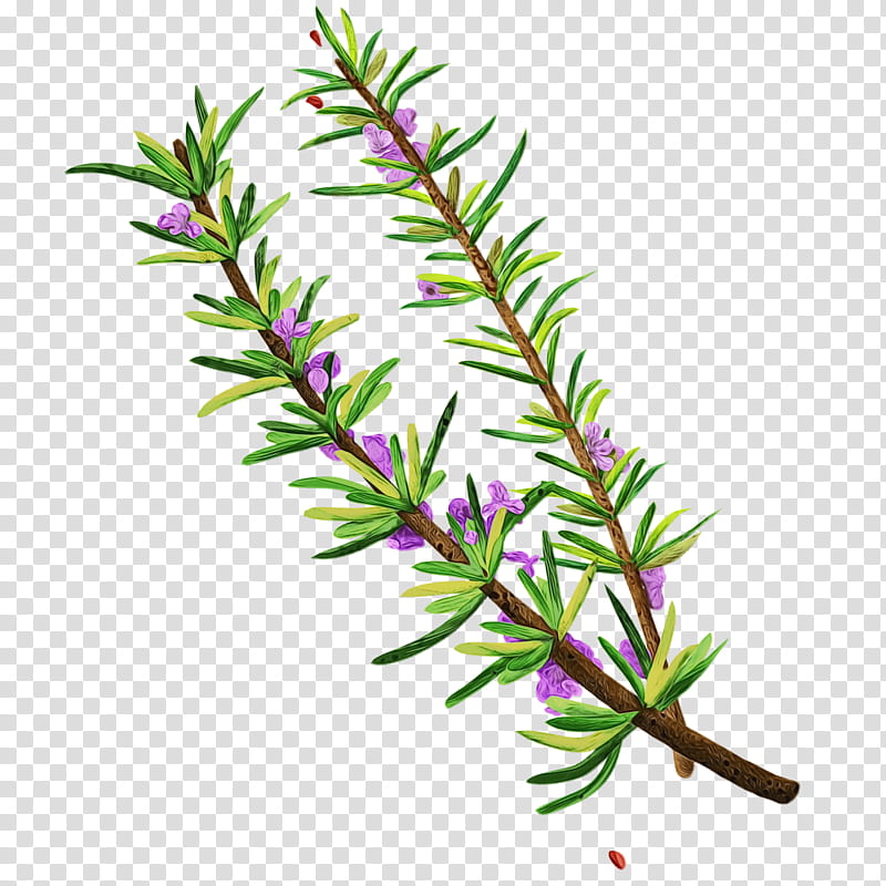 Rosemary, Watercolor, Paint, Wet Ink, Plant, Flower, American Larch, Leaf transparent background PNG clipart