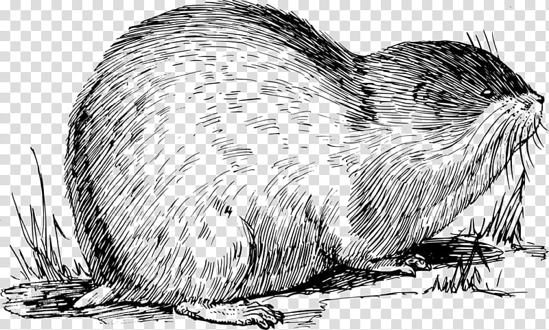 Beaver, Lemming, Norway Lemming, Muskrat, Drawing, Line Art, Cartoon, Arctic Lemming transparent background PNG clipart
