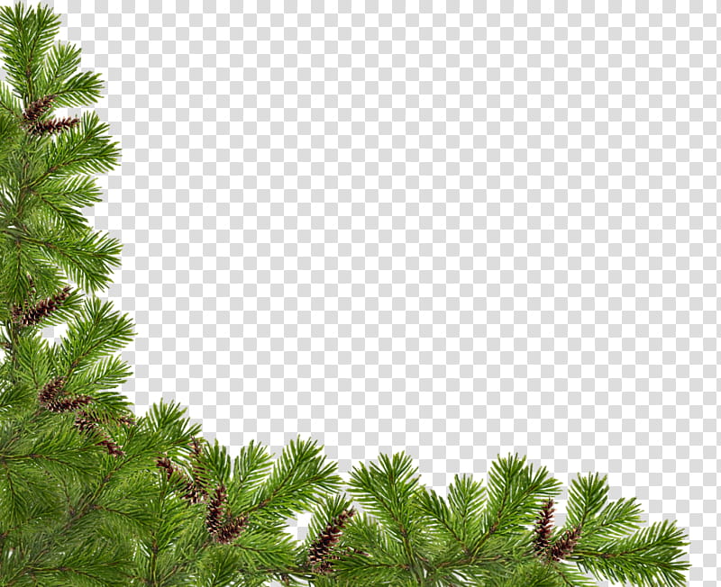 Christmas corners, green pine tree transparent background PNG clipart