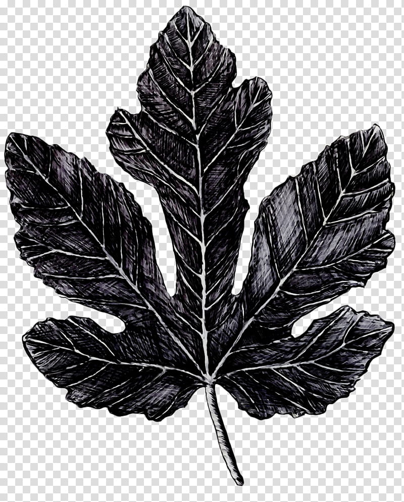 Black And White Flower, Black White M, Leaf, Tree, Plant, Blackandwhite, Plane transparent background PNG clipart