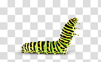 Caterpillar Chenille, green, red, and black striped caterpillar transparent background PNG clipart