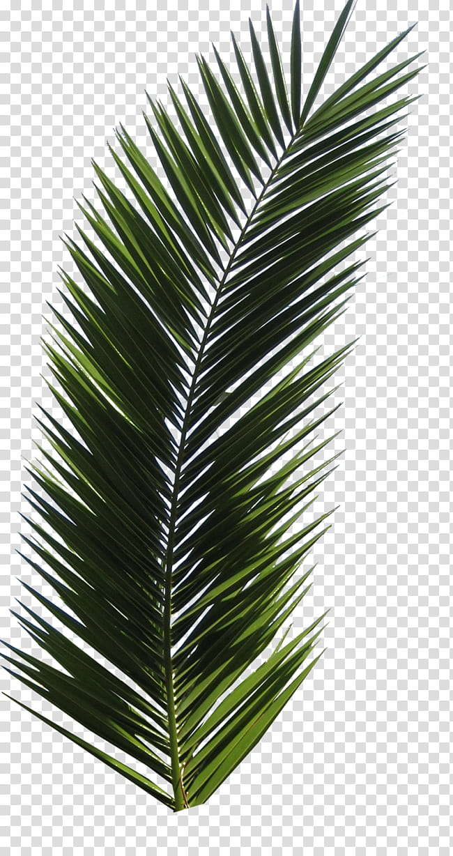 SHARE The War Ko Ko Bop EXO, palm tree leaves transparent background PNG clipart